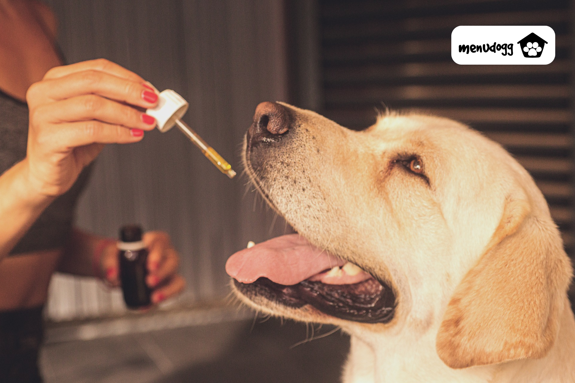 is cbd oil safe for dogs with cancer