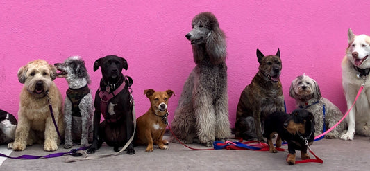 A collection of dogs all sitting together