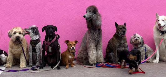 A group of dogs sitting in front of a pink wall